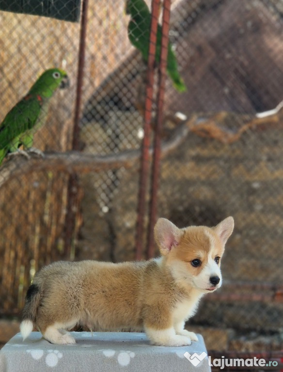 Pui minunați de Welsh Corgi Pembroke