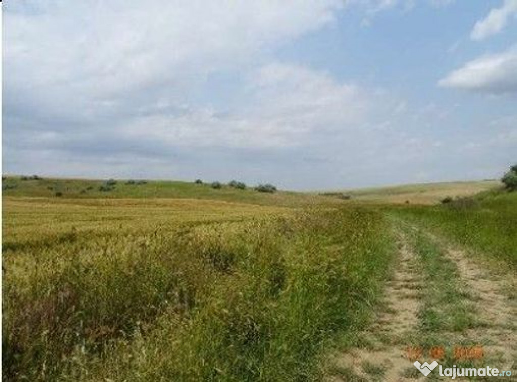 Teren extravilan Oltina, cota parte 1/2, ID: R2610910