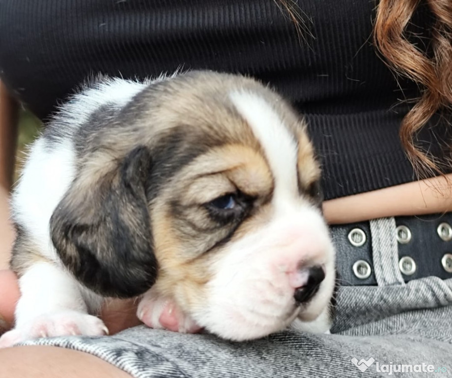 Pui beagle cu pedigree