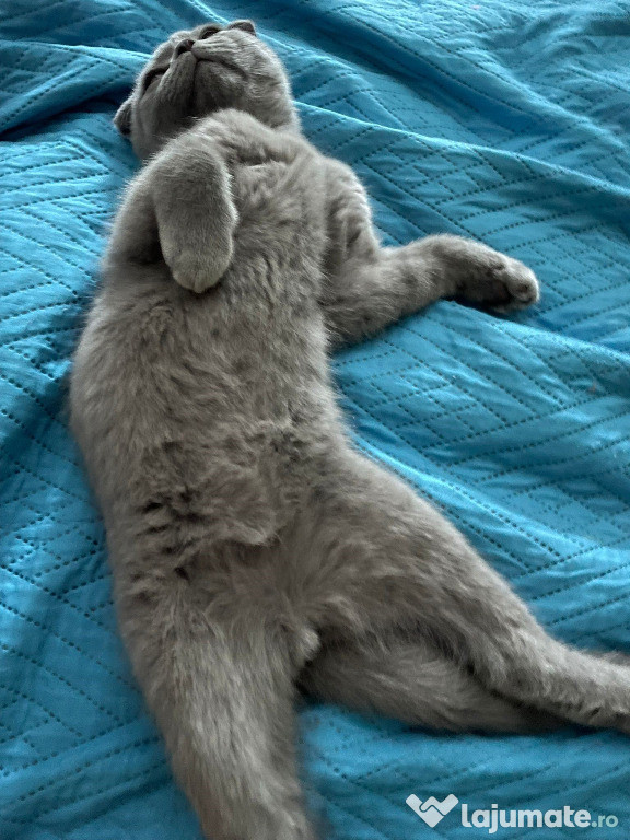 Scottish fold motănel