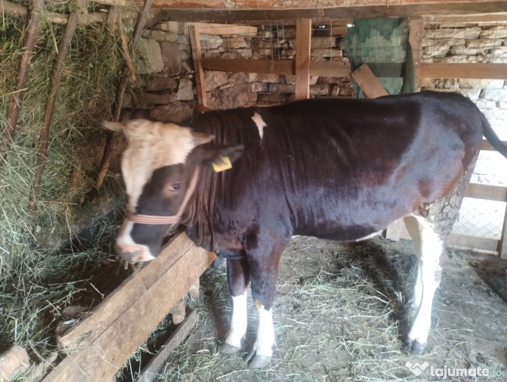 Vând junincă Bălțată în vârstă de 1 an și 4 luni, bine îngrijită