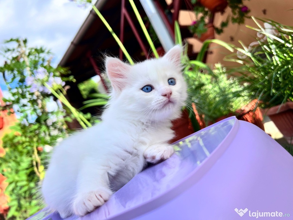 ???? Pisoi deosebiți Ragdoll × Persan Egiptean