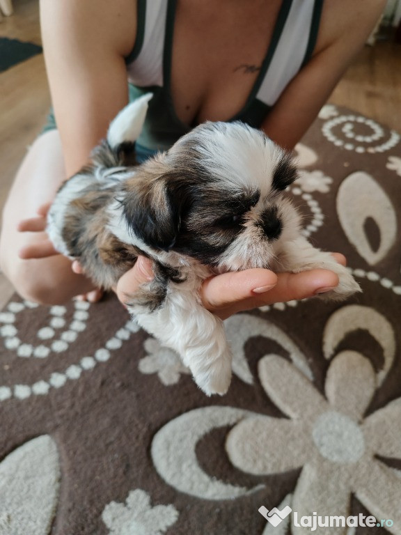 2 fetițe shih-tzu își caută căsuța