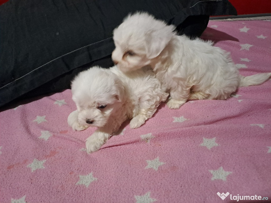 Bichon maltez talie mică