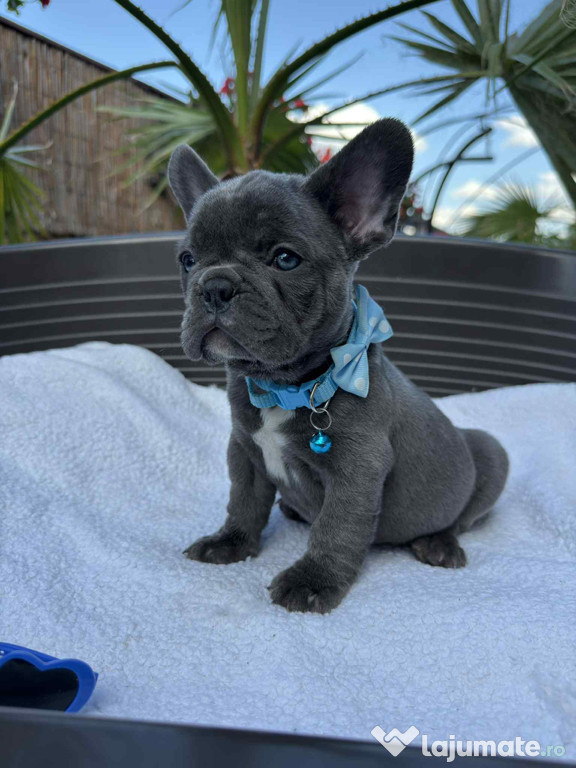 Bulldog francez mascul