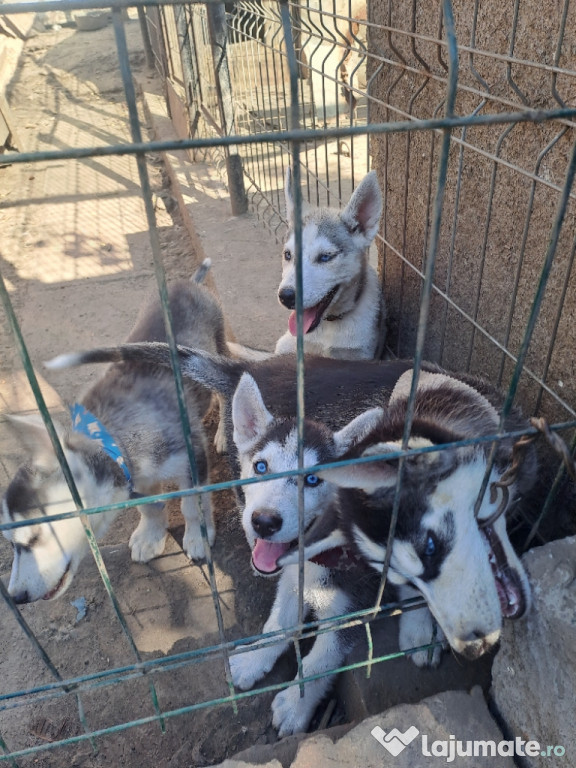 Husky siberian 4 fetite detin ambi parinti