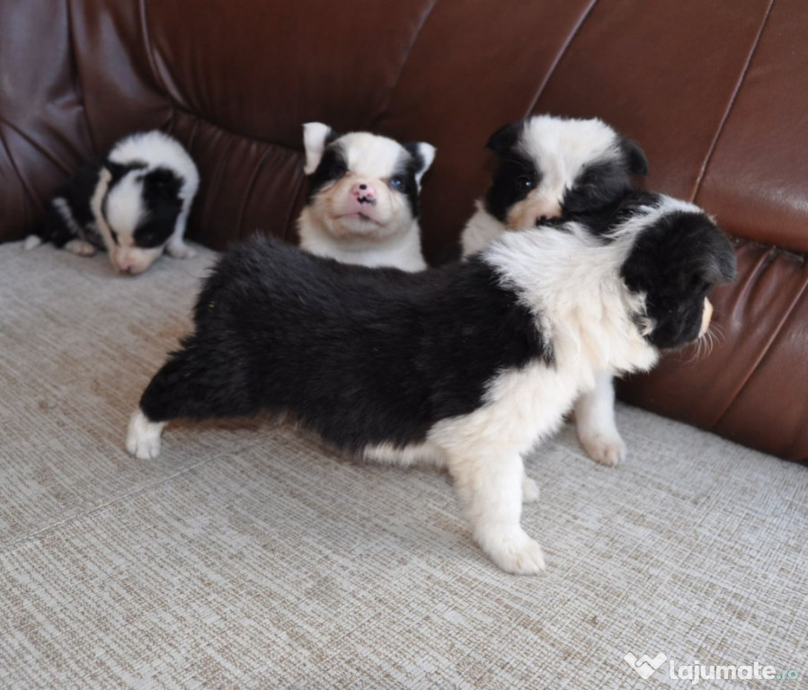 Border Collie Pui de vânzare