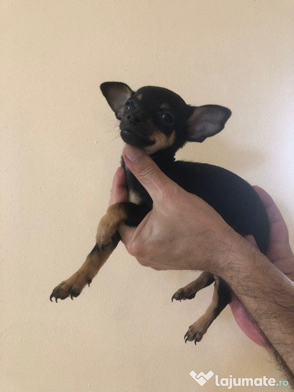 Pui Pinscher Pitic femela