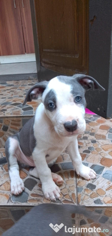 ???? Pui Amstaff Blue de vânzare – culoare rară, temperament echilibrat!