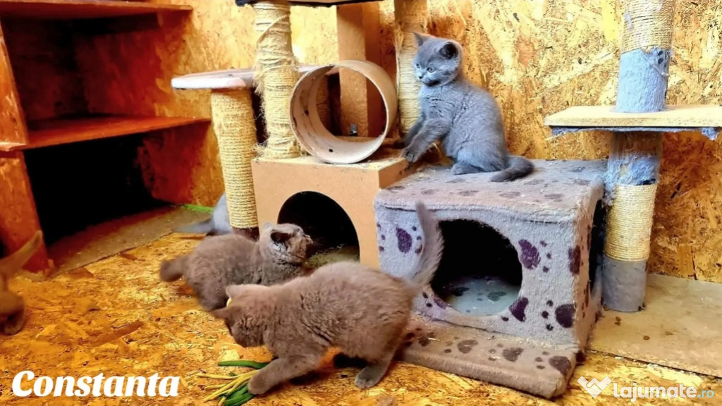 Vand pui pisica british shorthair blue