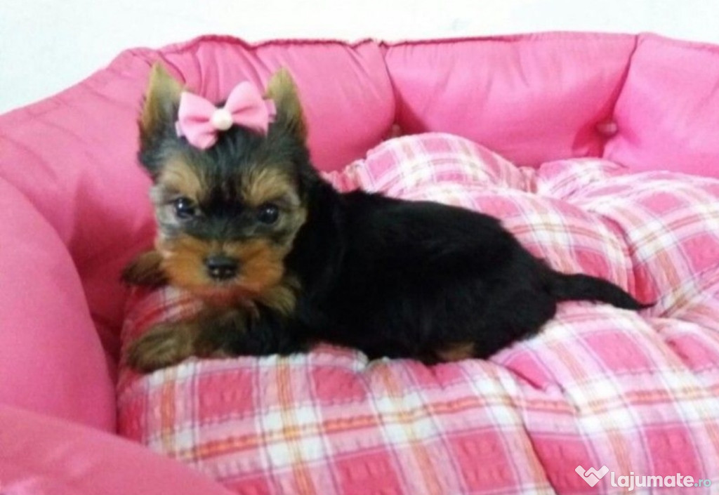 Asigur transport !!! Pui Yorkshire Terrier fetita !!!