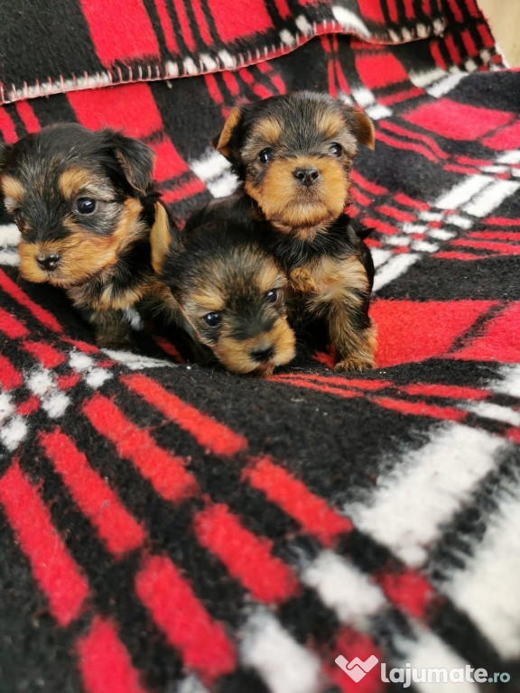 Yorksire terrier