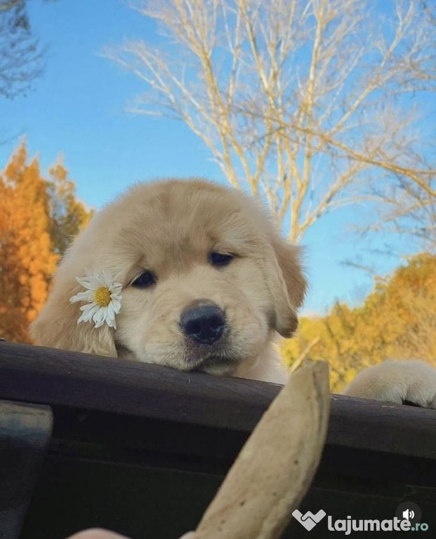 Golden retriever