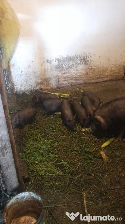 Vând porci vietnamezi în Vișeu de Sus, Maramureș