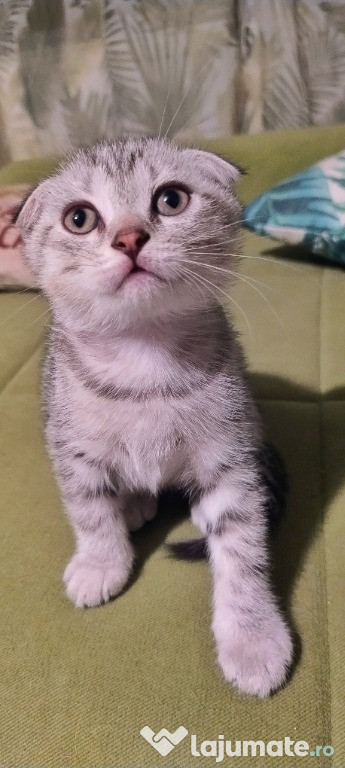 Motănei și pisicuțe Scottish fold