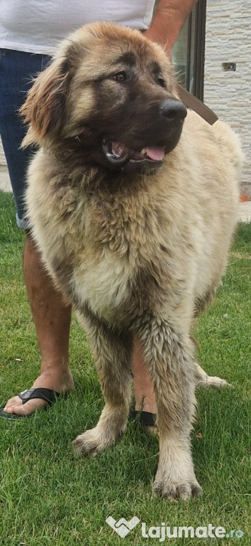 Ciobanesc Caucazian
