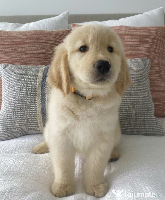 Golden retriever auriu deosebit