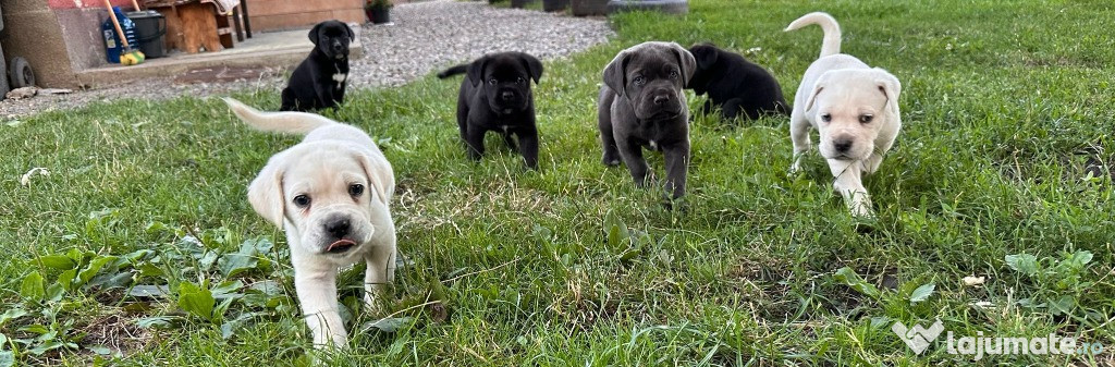 Puiuti Cane Corso
