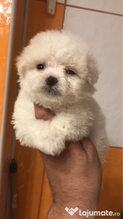 Bichon maltez alb pufos