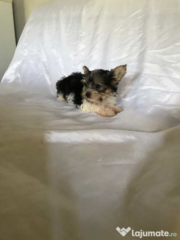 Pui Biewer terrier mini toy