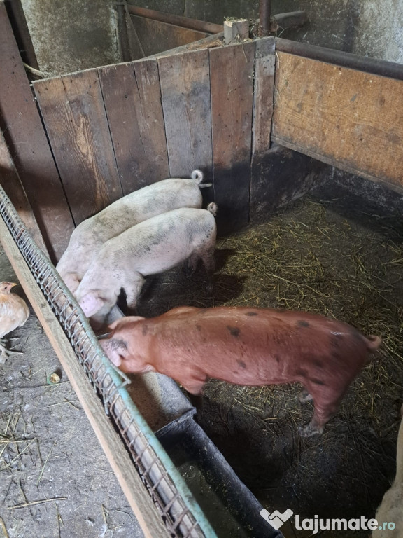 Vând purcei în jur de 20 de kg
