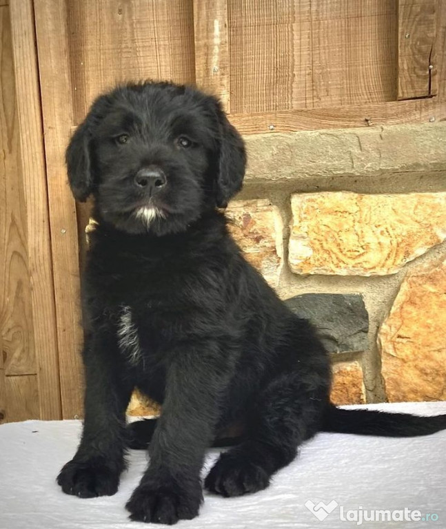 Golden retriever black