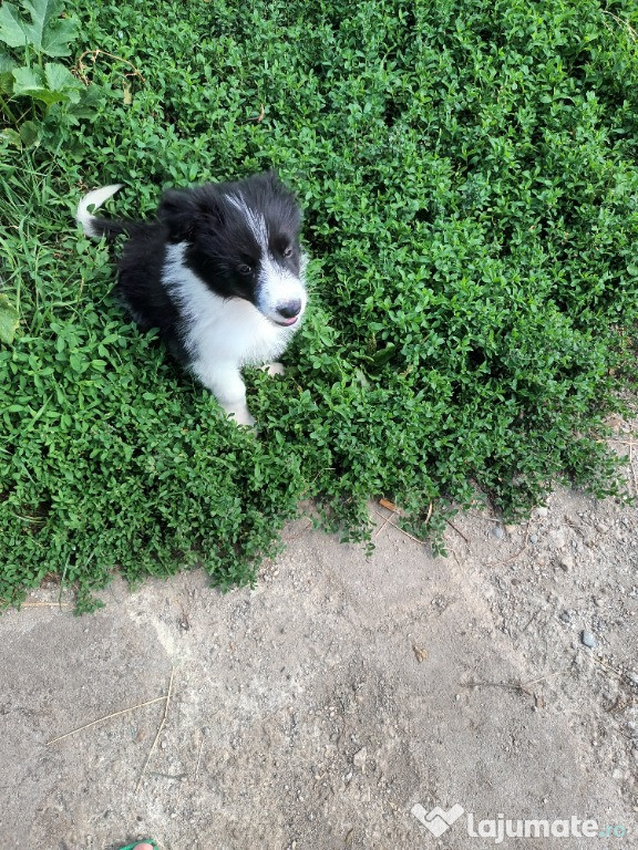 Border collie bicolor