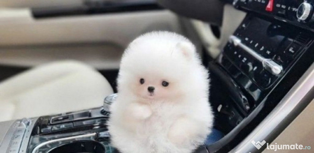 Pomeranian Ursuleț teeacup mini