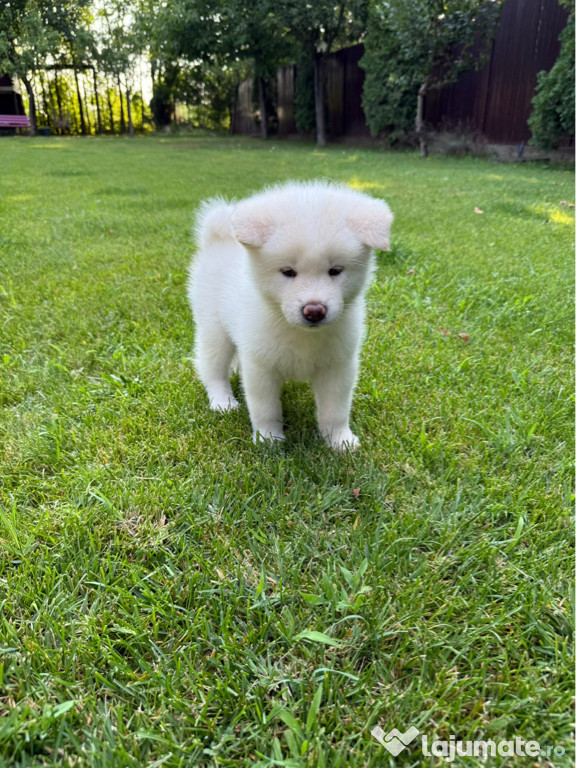 Akita Inu Japonez