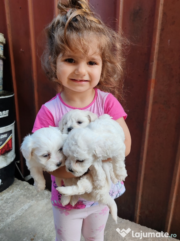 Pui bichon maltez