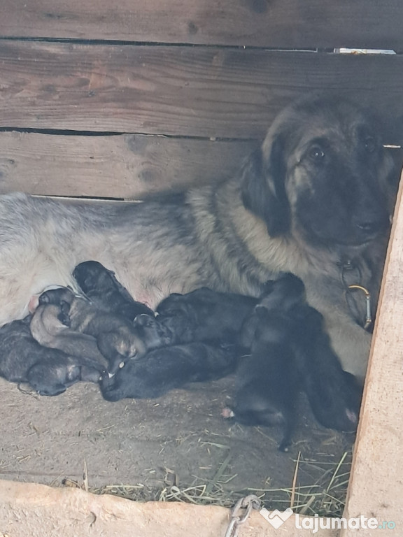 Ciobanesc Românesc Carpatin