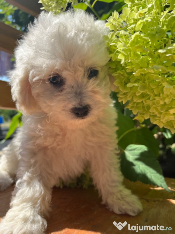 Bichon maltez jucauș