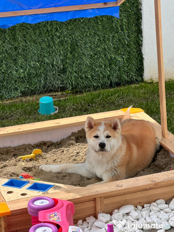 Akita Inu de vânzare
