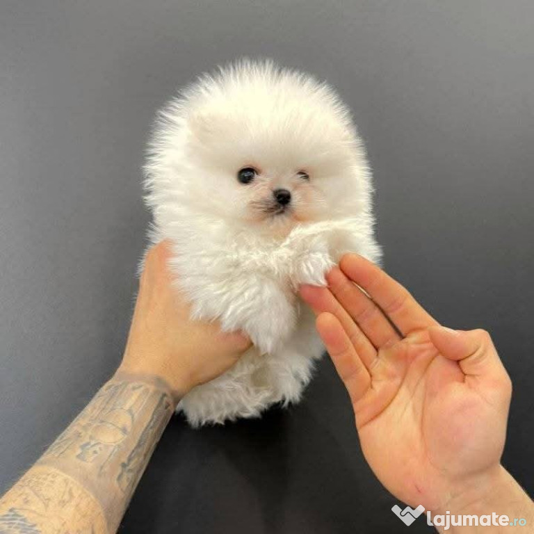 Pomeranian mini toy