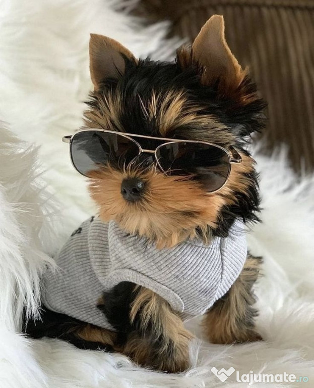 Yorkshire terrier mini toy
