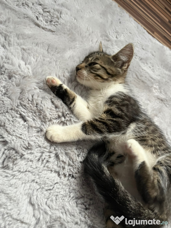 Pui de pisica spre adoptie