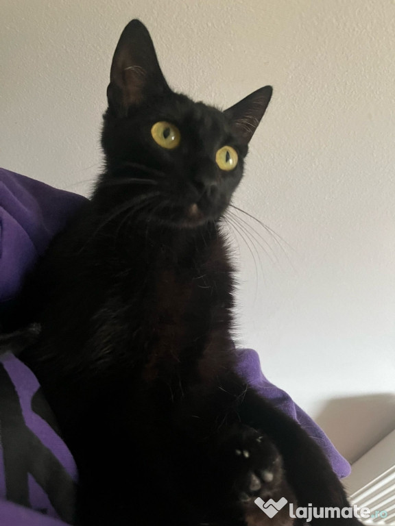 Adopta, salvează un suflet!