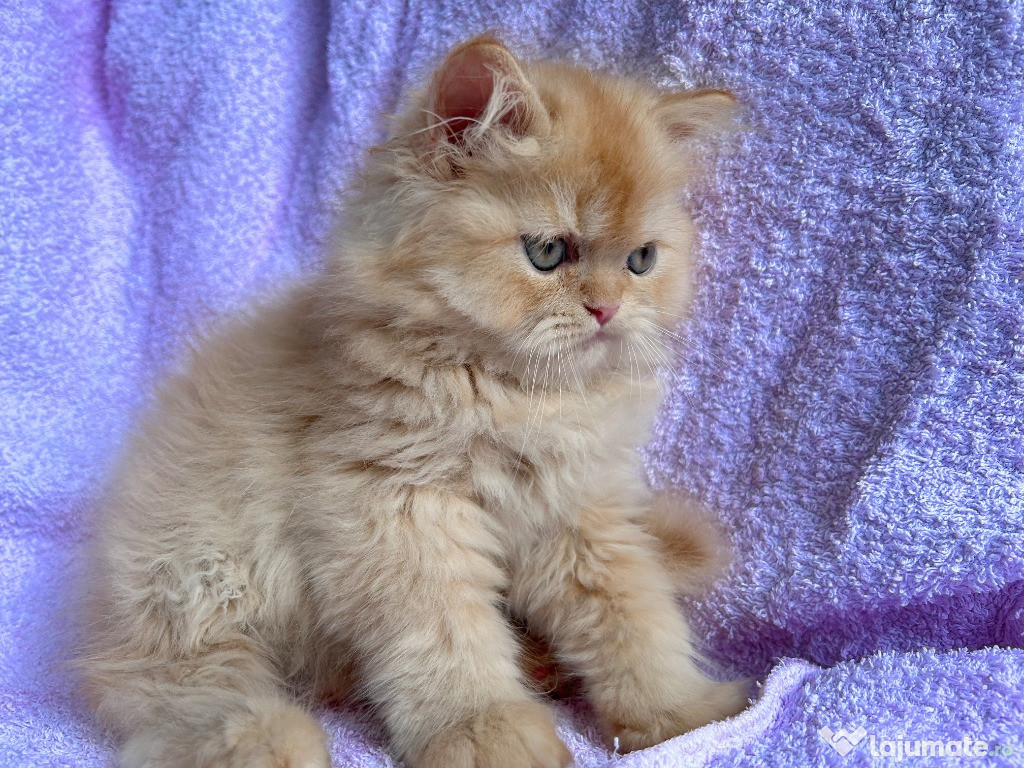 Motănel Scottish Straight Longhair, cream-orange, poze reale, Pedigree