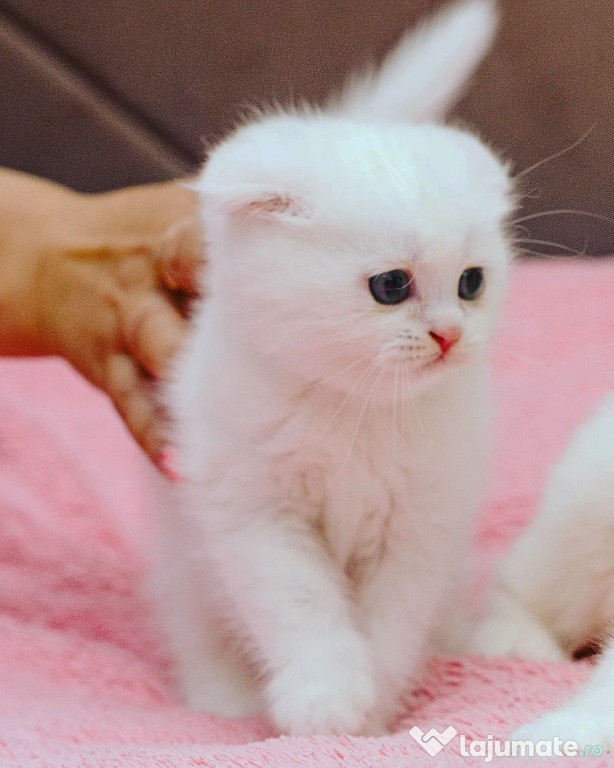 Pisoiaș de Elită, rasă pură Scottish Fold, cu Pedigree - poze reale