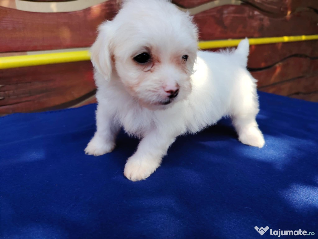 Pui bichon maltez