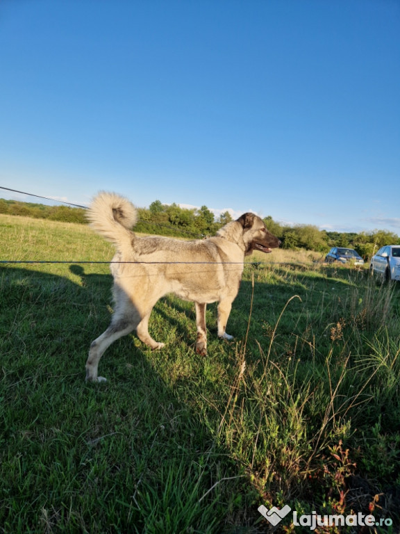 Femelă kangal 2 ani