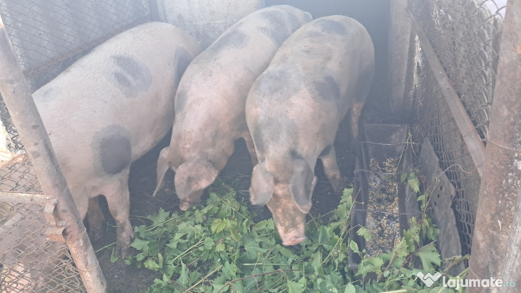 Grăsuni crescuți natural – aprox. 200 kg bucata – Nărtești