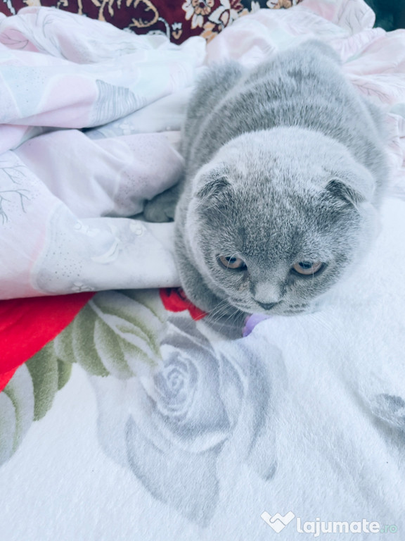 British shorthair