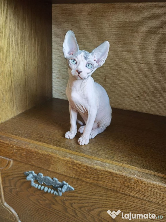Pui Sphynx Sphinx Sfinx Canadian disponibil