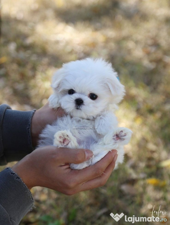 Bichon maltez mini toy