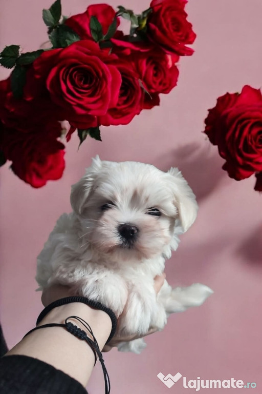 Bichon maltez mini toy