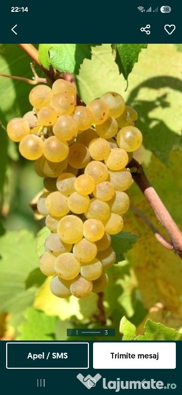 Vand struguri de vin productie 2025