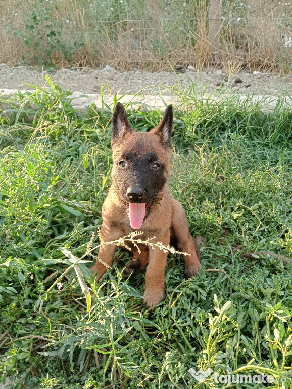 Pui Malinois Ciobanesc belgian