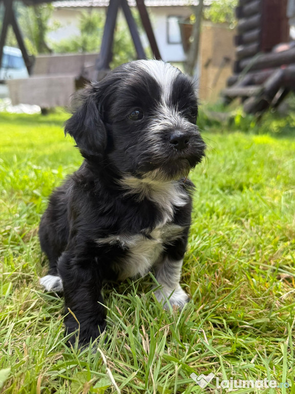 Bichon havanez jucăuș