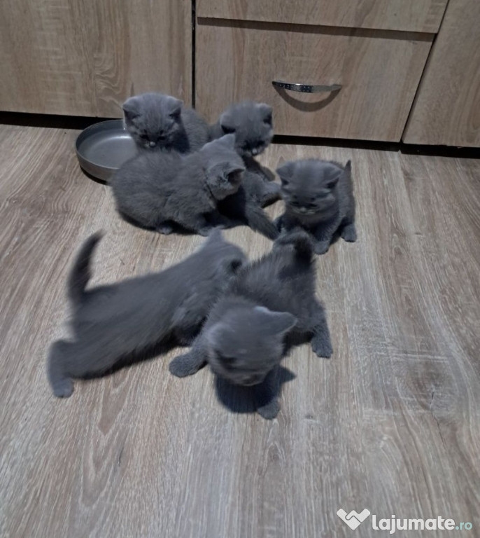 Pui British shorthair